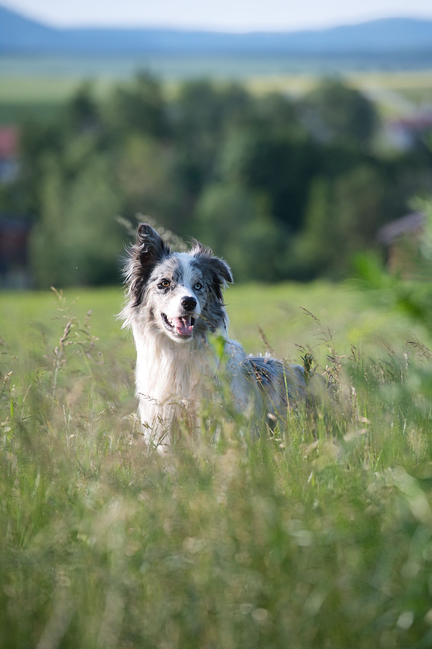 Hund i full fart över en grön äng