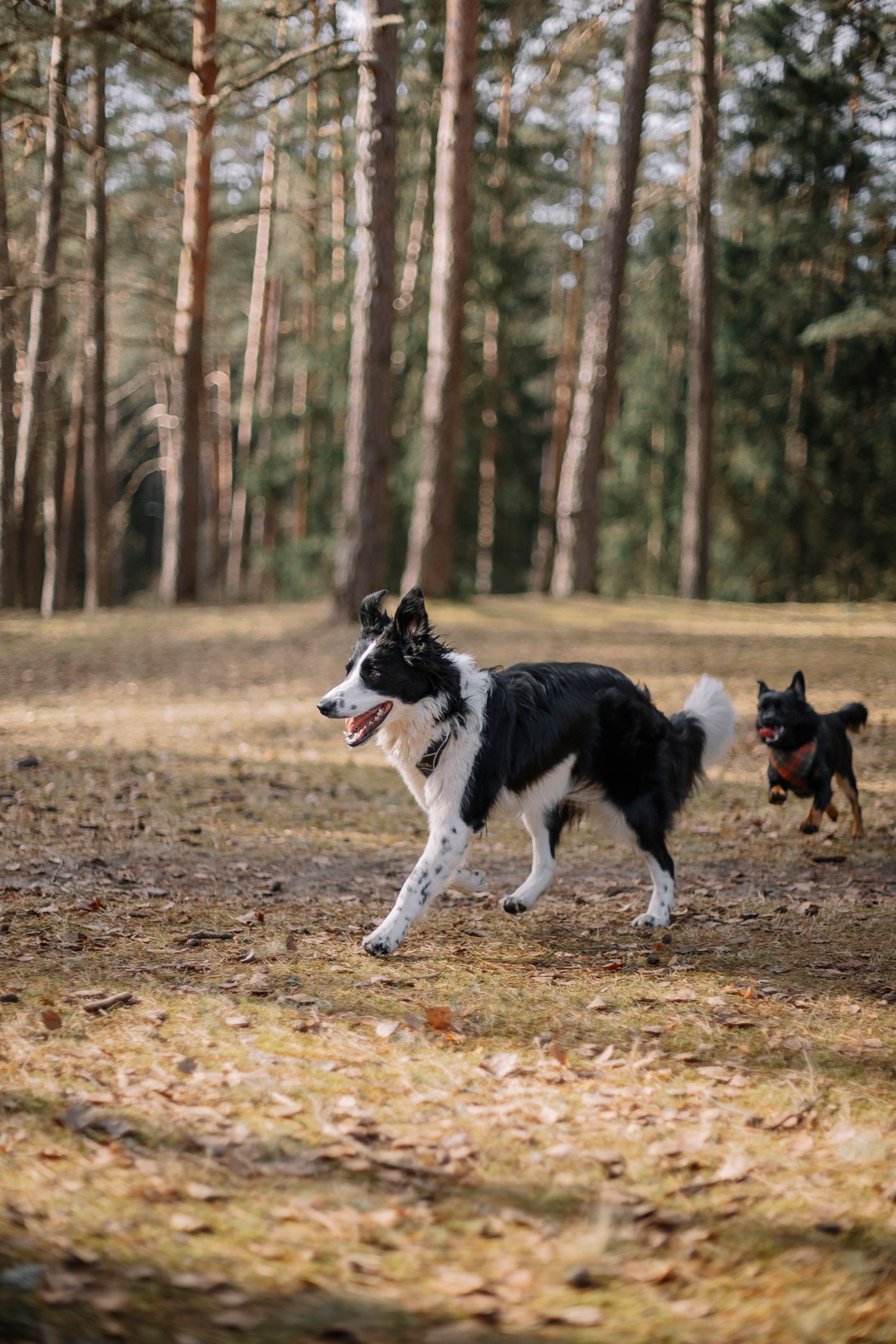 Hundar i nordisk skog